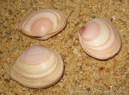 Attēlu rezultāti vaicājumam “Macoma baltica”