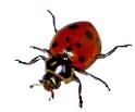 Lady Bugs | Preferred Pest Control and Turf Management | Termite ...