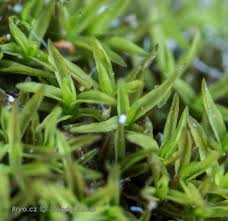 Attēlu rezultāti vaicājumam “Gymnostomum aeruginosum”