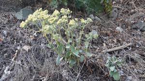 Attēlu rezultāti vaicājumam “Hylotelephium maximum”