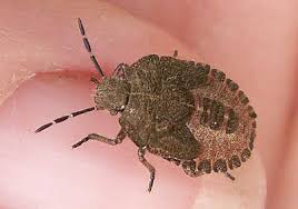 Attēlu rezultāti vaicājumam “Dolycoris baccarum”