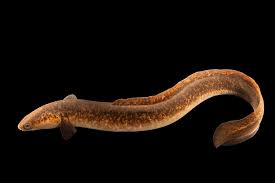 Image result for Anguilla anguilla