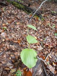 Attēlu rezultāti vaicājumam “Cypripedium calceolus leaf”