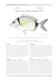 Image result for Diplodus vulgaris