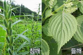 Image result for 깱깲깳깴깵깶깷깺깾깿꺀꺁꺂꺃꺆꺇꺈꺉꺊꺋꺍꺎꺏꺐