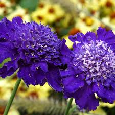 Image result for scabiosa caucasica