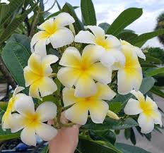 Image result for Leaves Green Bowmen