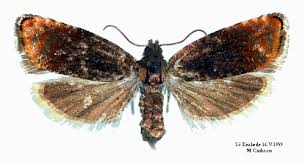 Attēlu rezultāti vaicājumam “Pammene rhediella”