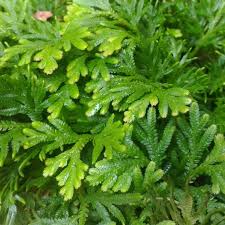 Attēlu rezultāti vaicājumam “Thuidium”