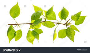 Attēlu rezultāti vaicājumam “Populus simonii”