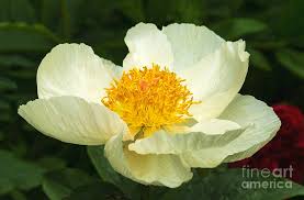 Attēlu rezultāti vaicājumam “Paeonia lactiflora”