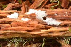 Attēlu rezultāti vaicājumam “Postia rennyi”