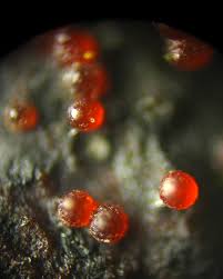 Attēlu rezultāti vaicājumam “Nectria episphaeria”