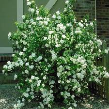 Attēlu rezultāti vaicājumam “Philadelphus lemoinei”