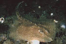 Image result for Amblyraja radiata