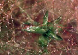 Attēlu rezultāti vaicājumam “Barbilophozia lycopodioides macro”