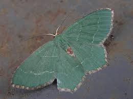 Attēlu rezultāti vaicājumam “Hemithea aestivaria”