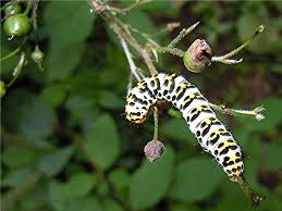 Attēlu rezultāti vaicājumam “Shargacucullia scrophulariae”