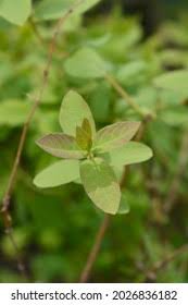 Attēlu rezultāti vaicājumam “Lonicera caerulea var. pallasii leaf”