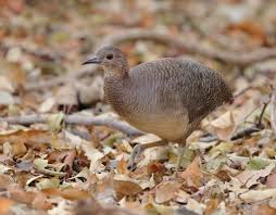 Attēlu rezultāti vaicājumam “Harminius undulatus”