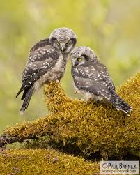 Image result for Surnia ulula