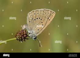 Attēlu rezultāti vaicājumam “Maculinea teleius”