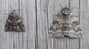 Attēlu rezultāti vaicājumam “Catocala sponsa”