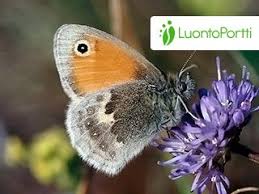 Attēlu rezultāti vaicājumam “Coenonympha pamphilus underside”