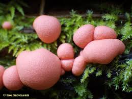 Attēlu rezultāti vaicājumam “Lycogala confusum”