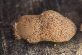 Attēlu rezultāti vaicājumam “Reticularia jurana”