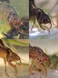 Attēlu rezultāti vaicājumam “Dytiscus sp. larva”