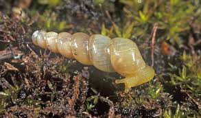 Attēlu rezultāti vaicājumam “Mucronella subtilis”