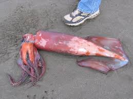 Image result for Dosidicus gigas