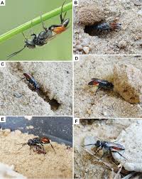 Attēlu rezultāti vaicājumam “Corizus hyoscyami imago”