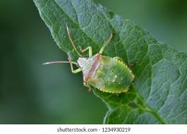 Attēlu rezultāti vaicājumam “Acanthosoma haemorrhoidale imago”