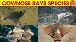 Image result for Rhinoptera brasiliensis