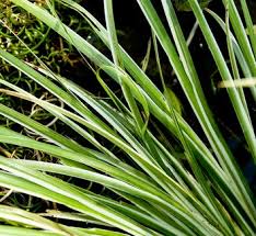 Attēlu rezultāti vaicājumam “Acoraceae”