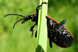 Attēlu rezultāti vaicājumam “Pyrochroidae imago”