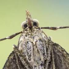 Attēlu rezultāti vaicājumam “Colostygia pectinataria female”