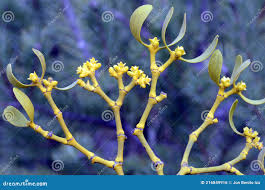 Attēlu rezultāti vaicājumam “Viscum album female flower”