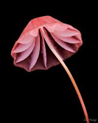 Attēlu rezultāti vaicājumam “Marasmius sp.”