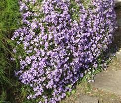 Image result for Aubrieta hybrida (cultorum)