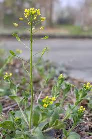 Attēlu rezultāti vaicājumam “Draba nemorosa fruit”