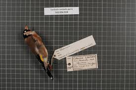 Attēlu rezultāti vaicājumam “Fringillidae”