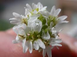 Attēlu rezultāti vaicājumam “Berteroa incana fruit”