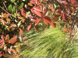 Attēlu rezultāti vaicājumam “Najas tenuissima leaf”