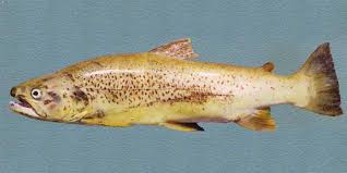 Image result for Salmo dentex