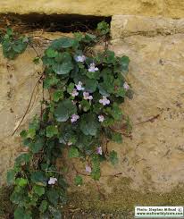 Attēlu rezultāti vaicājumam “Cymbalaria muralis”