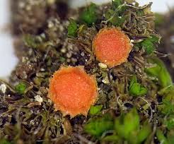 Attēlu rezultāti vaicājumam “Lamprospora tortulae-ruralis”