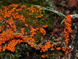 Attēlu rezultāti vaicājumam “Trichia ambigua spores”